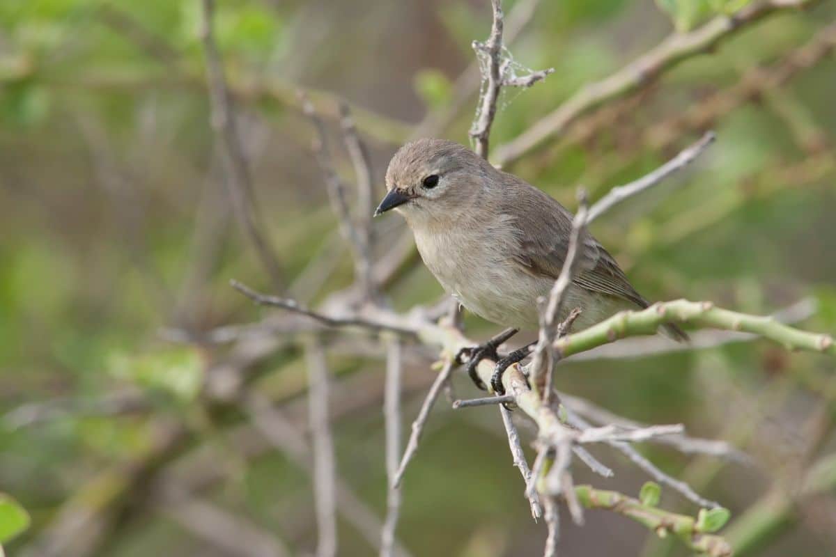 An adorable Green Warbler-Finch standing on a tree branch.