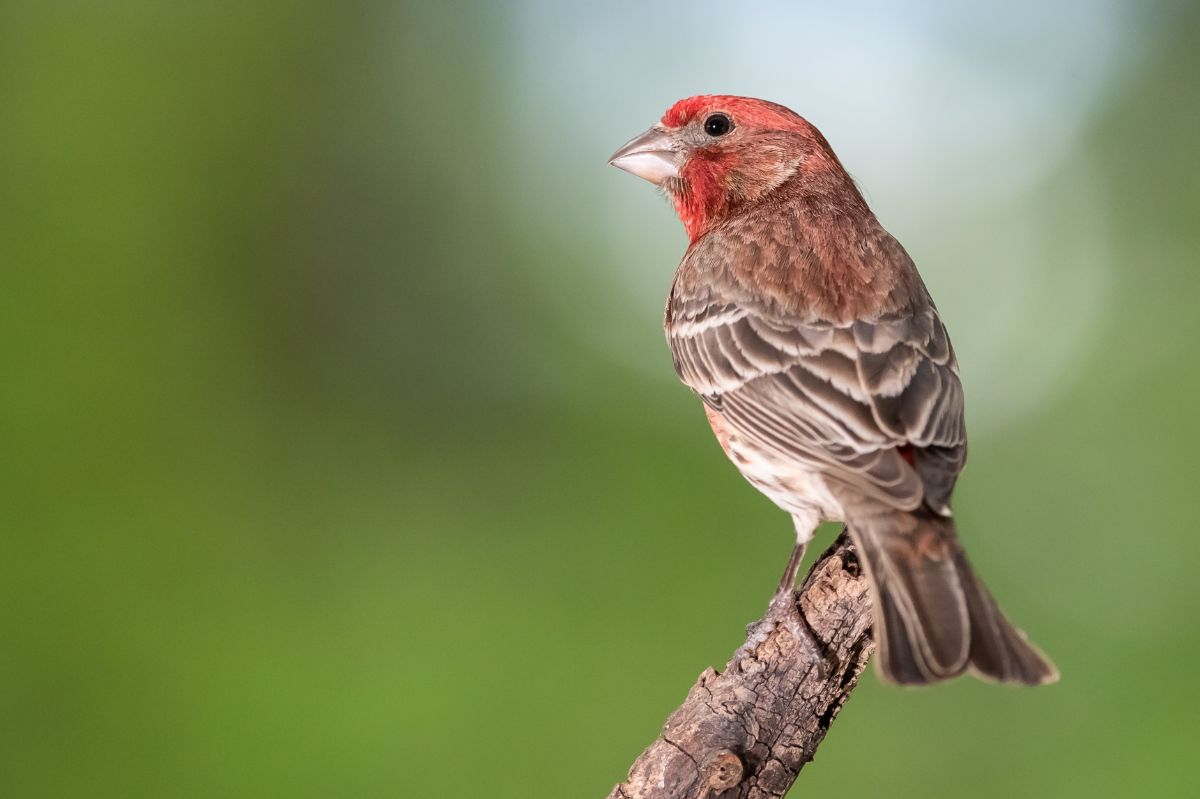 A beautiful House Finch perched on an old branch.