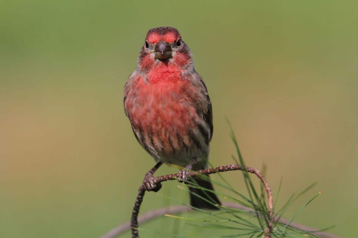 A beautiful House Finch perching on a thin branch.