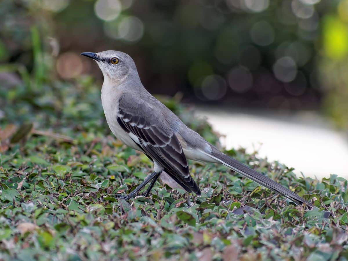 A cute Mockingbird standing on the ground.