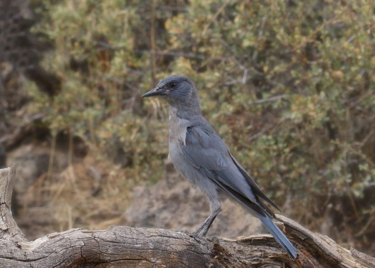 A beautiful Pinyon Jay perched on a tree.