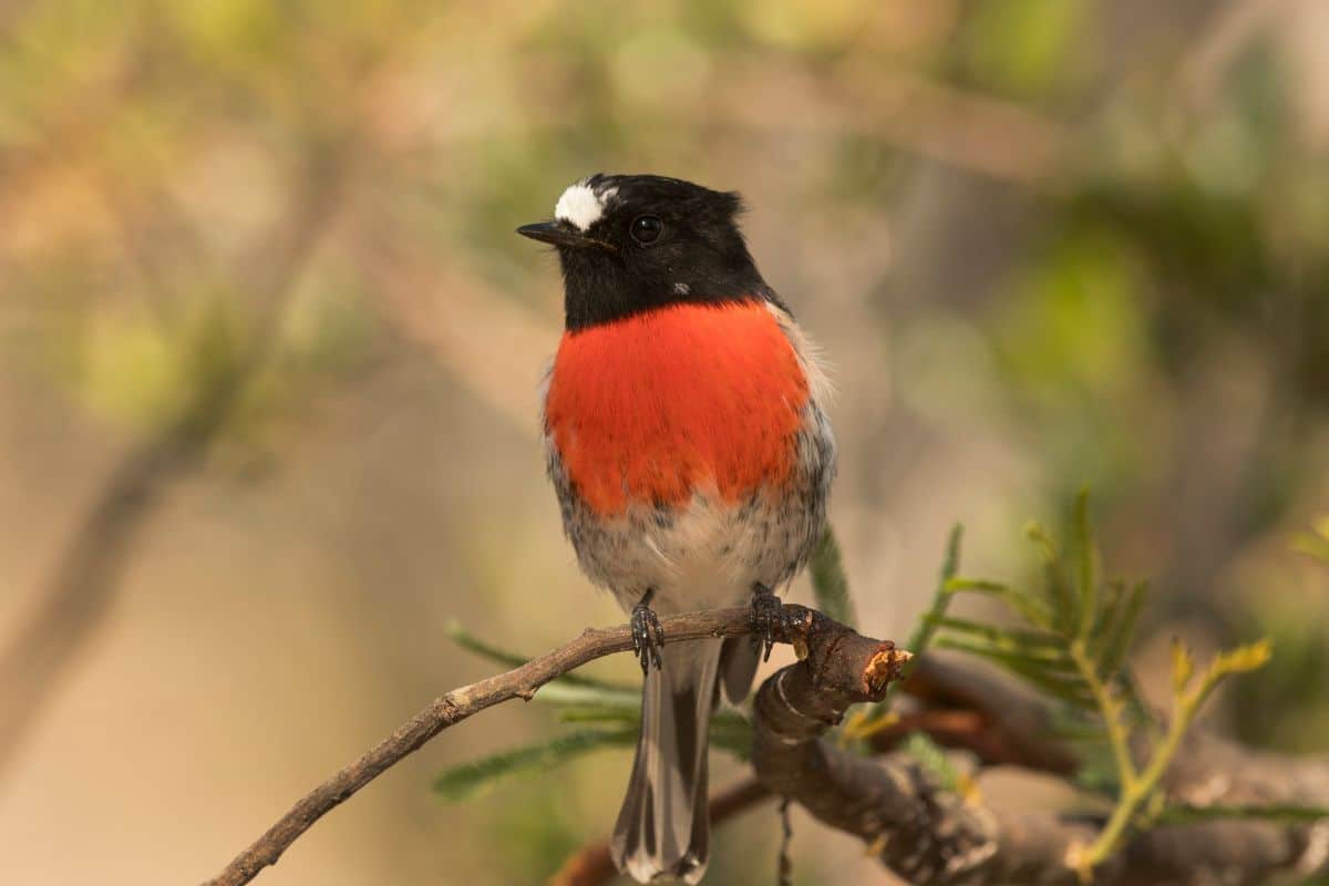 An adorable Scarlet Robin perched on a thin branch.