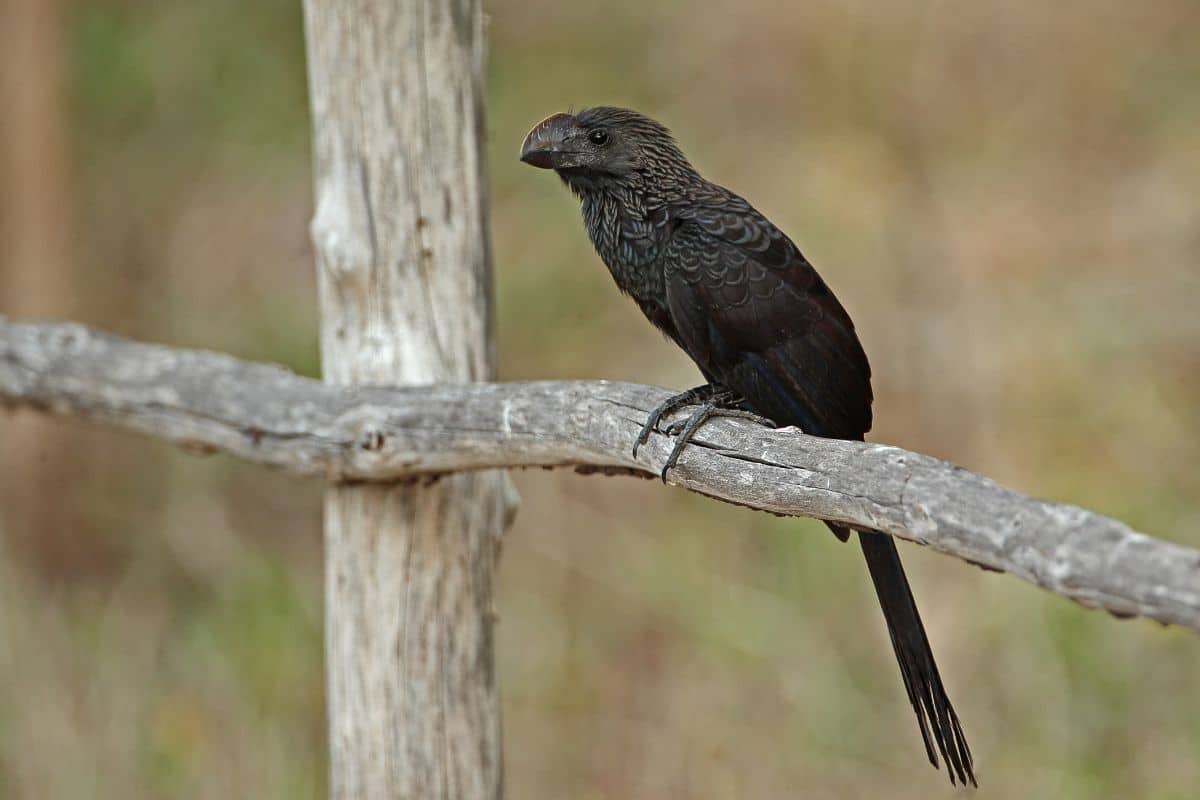 A cool-looking Smooth-billed Ani perching on a wooden fence.