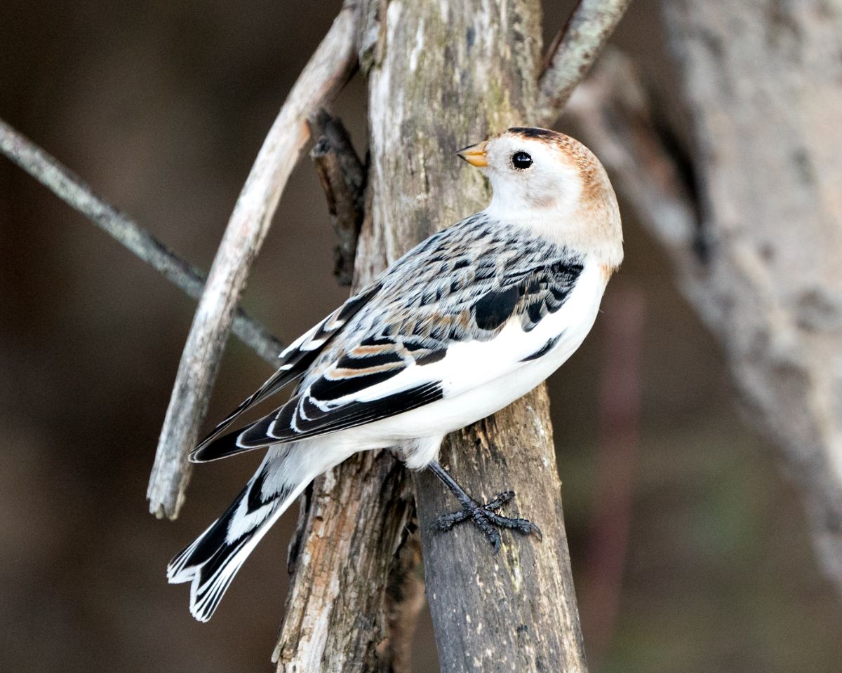A cute Snow Bunting perched on an old branch.