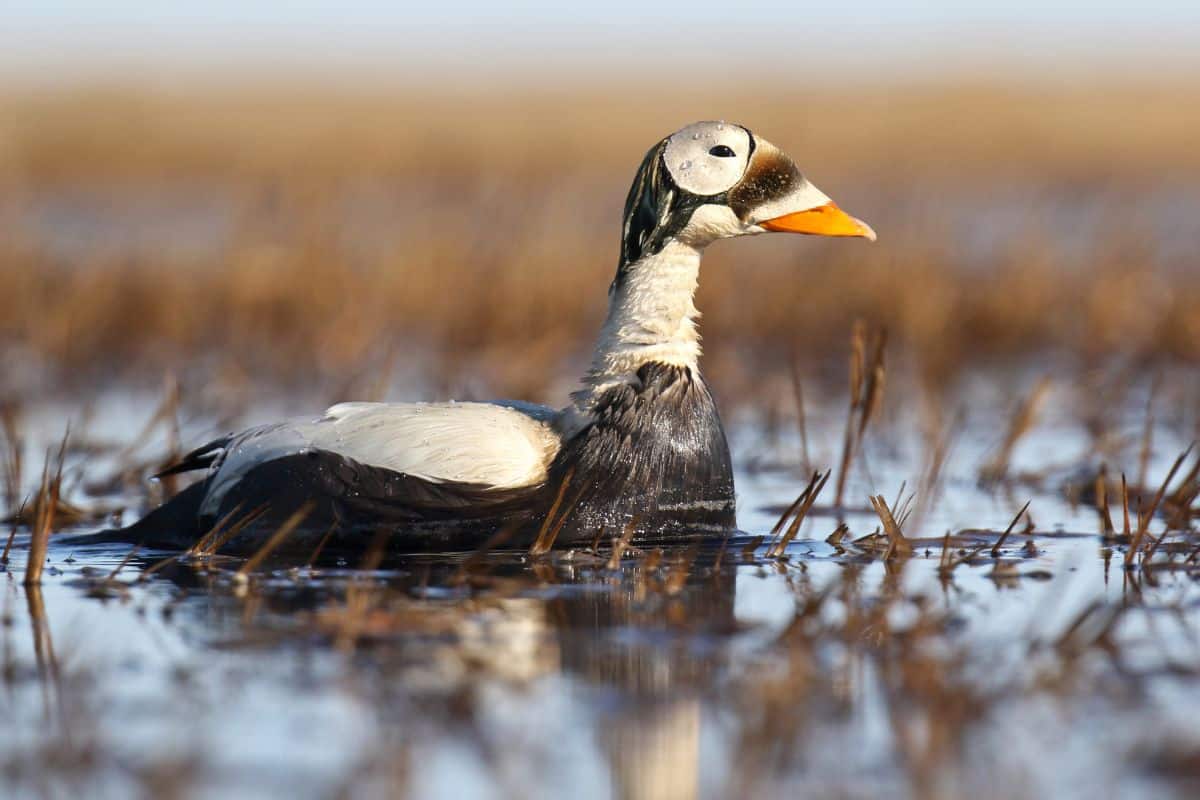 A beautiful Spectacled Eide swimming in water on a sunny day.