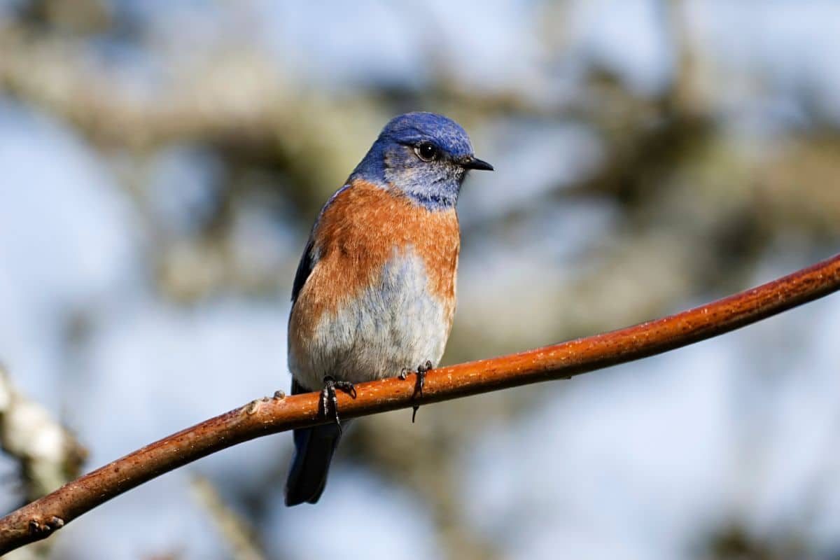 Cute Western Bluebird standing on a thin tree branch.