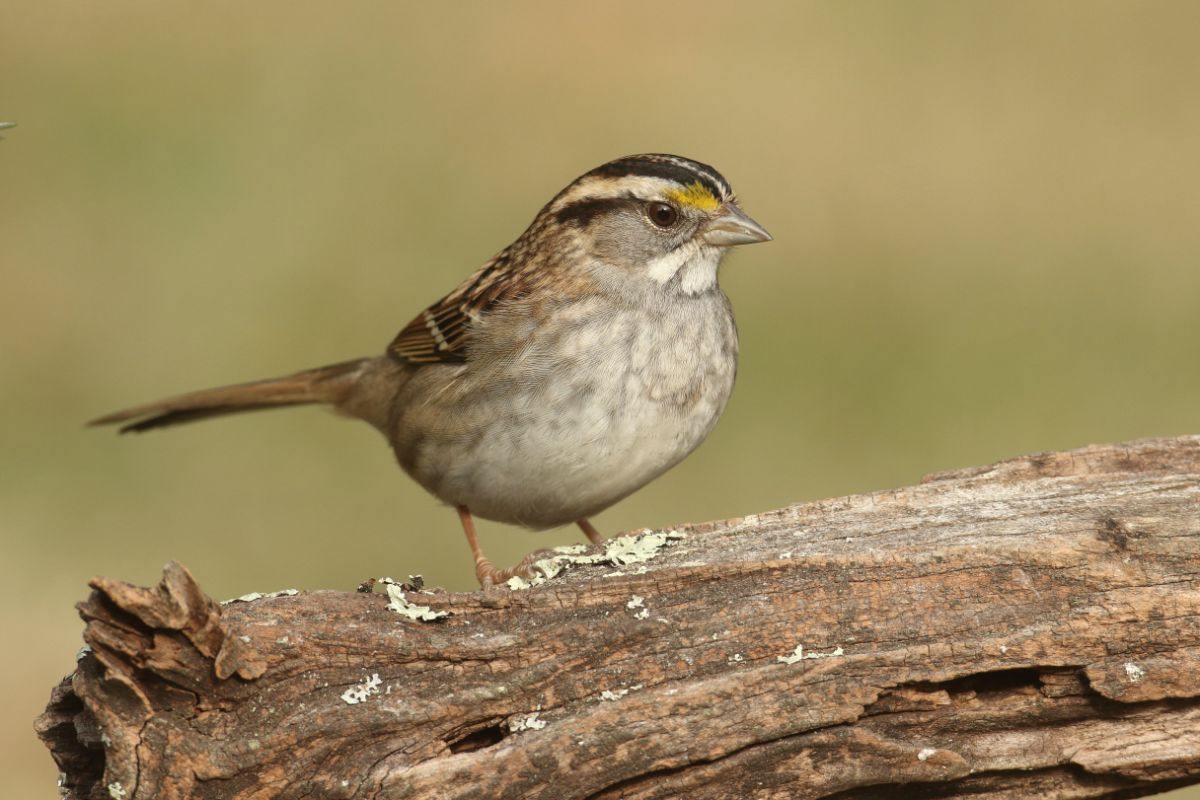A cute White-Throated Sparrow perched on an old wooden log.