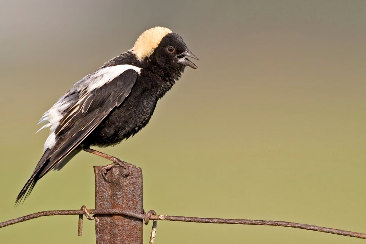 A cute Bobolink perched on a metal fence.