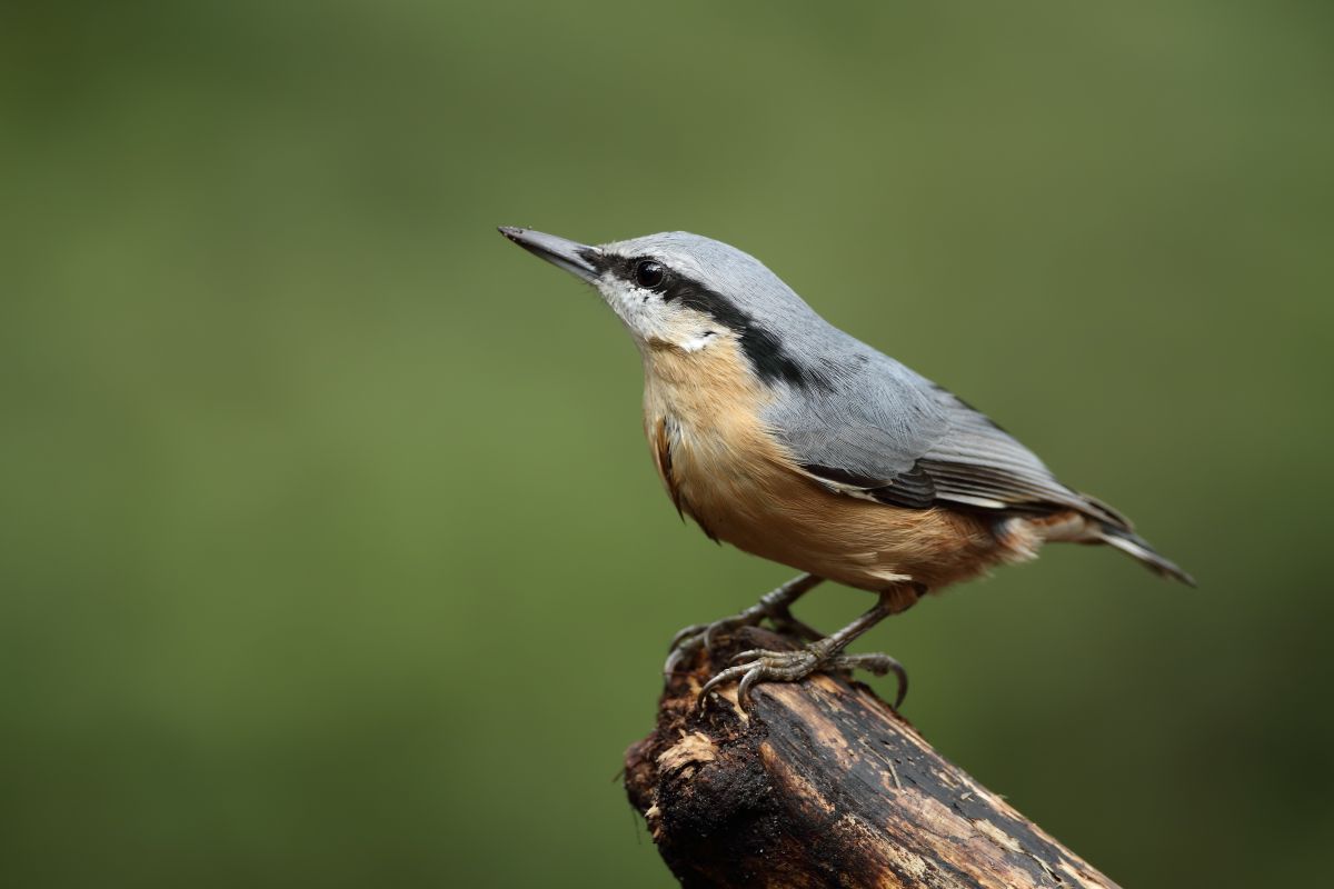 A cute Canada Nuthatch perched on a wooden pole.