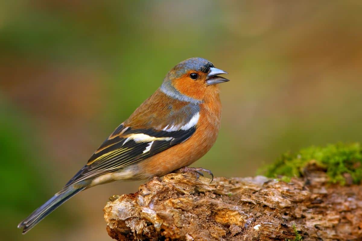 A beautiful Common Chaffinch perched on a moss-covered tree log.