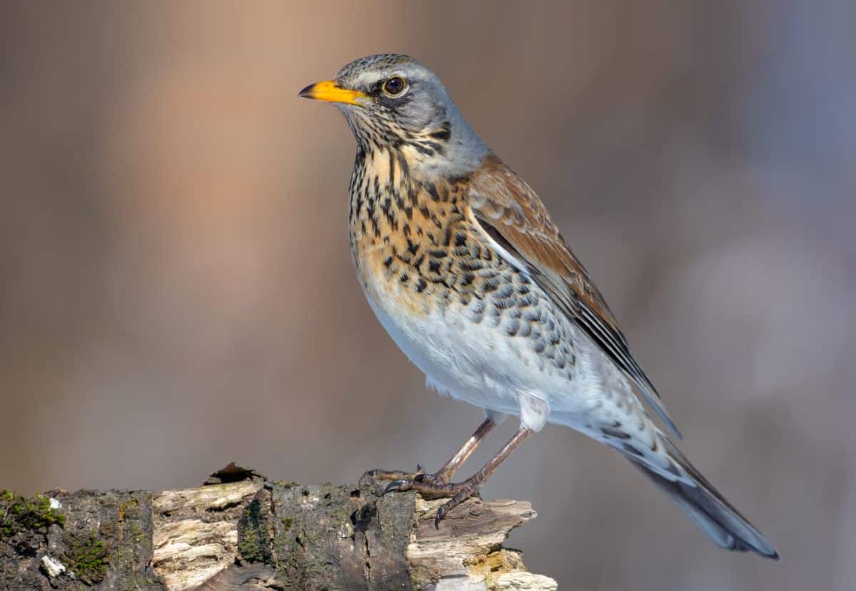 A cool-looking Fieldfare perching on an old tree branch.