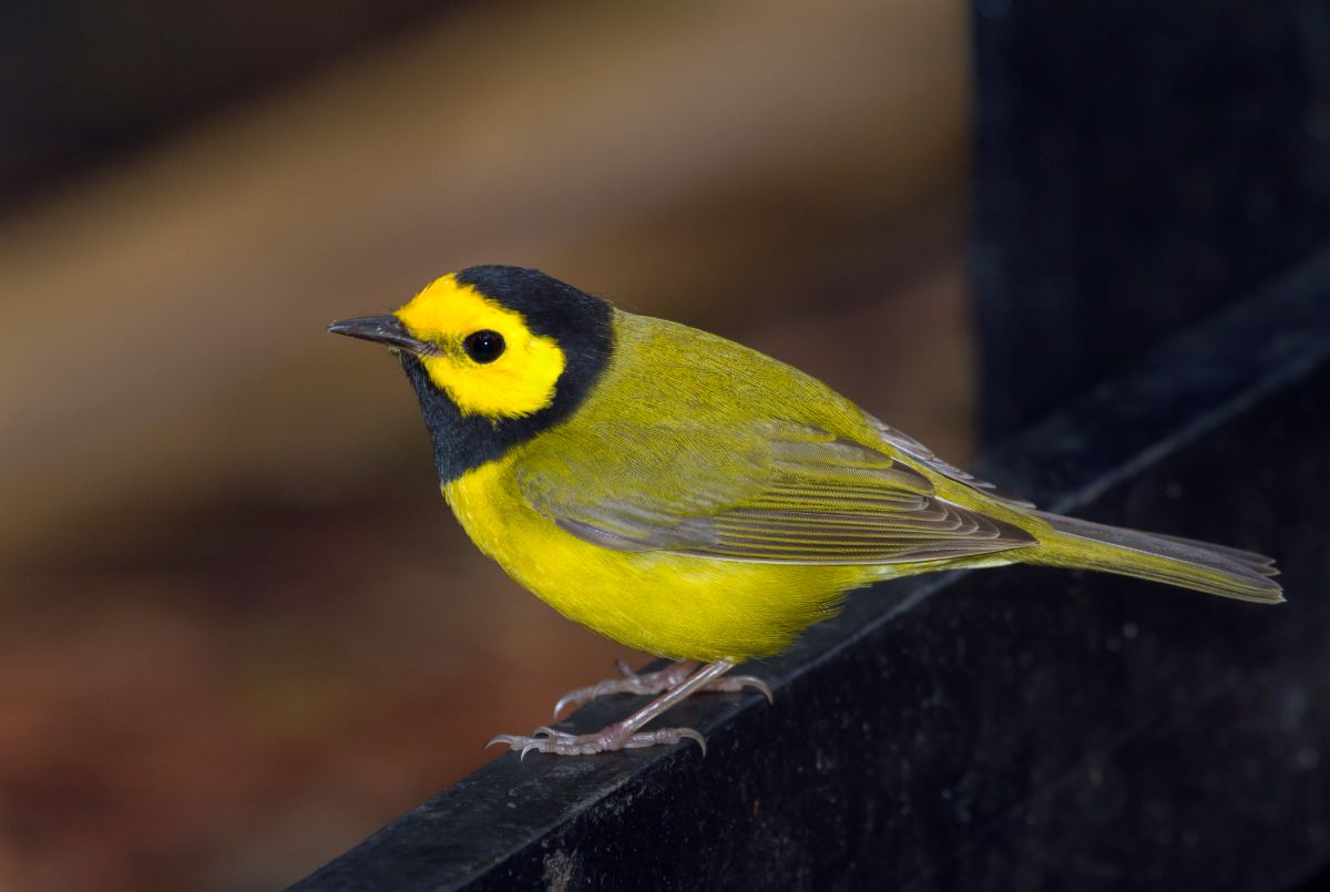 A cute Hooded Warbler perched on a metal fence.