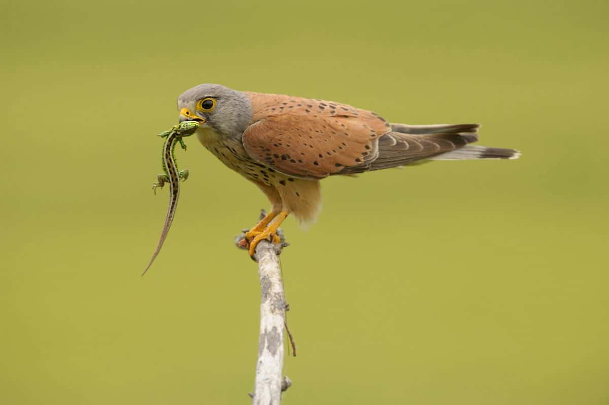 A beautiful Kestrel perched on a branch with a blizzard in a beak.