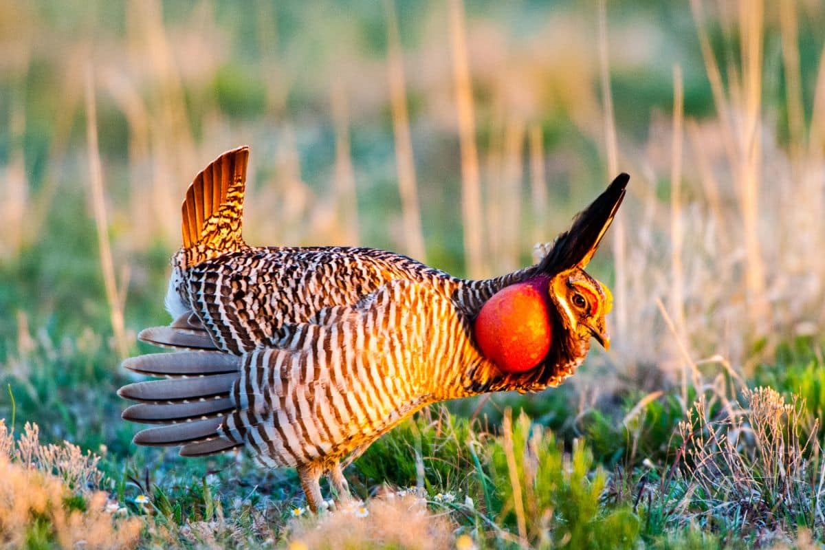 A beautiful Lesser Prairie-Chicken standing on a field on a sunny day.