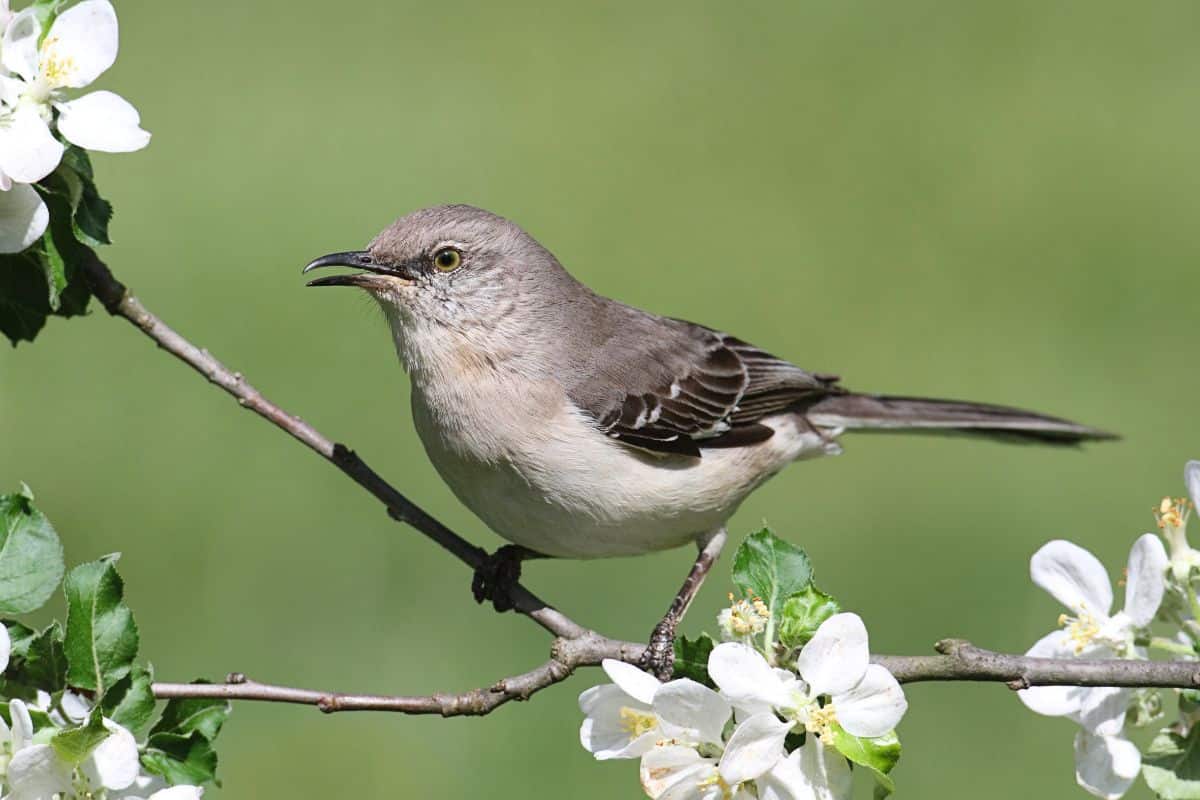 A cute Northern Mockingbird perched on a flowering branch.