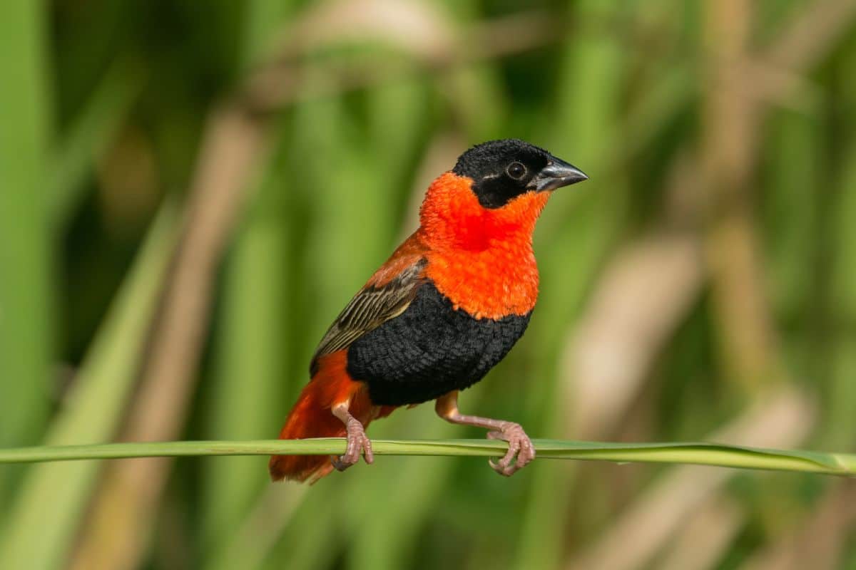 Cool-looking Northern Red Bishop standing on a long straw.