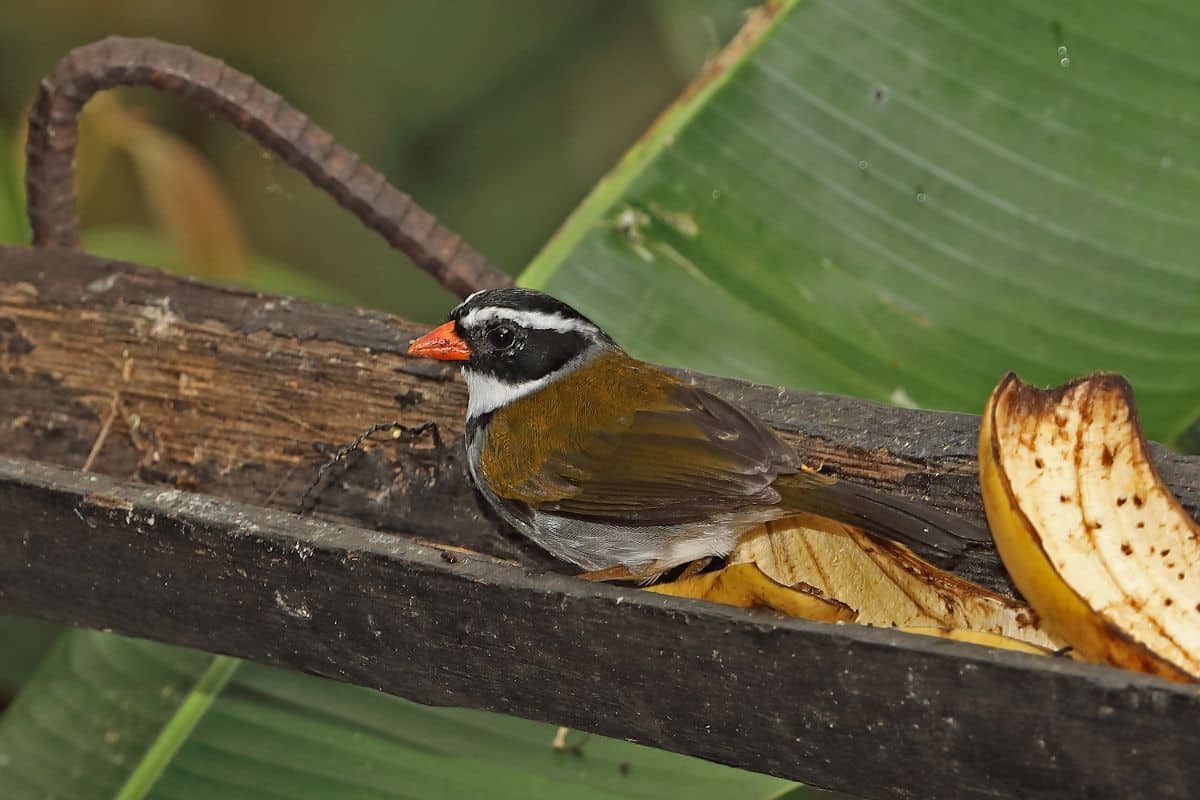 An adorable Orange-billed Sparrow standing in a wooden feeder.