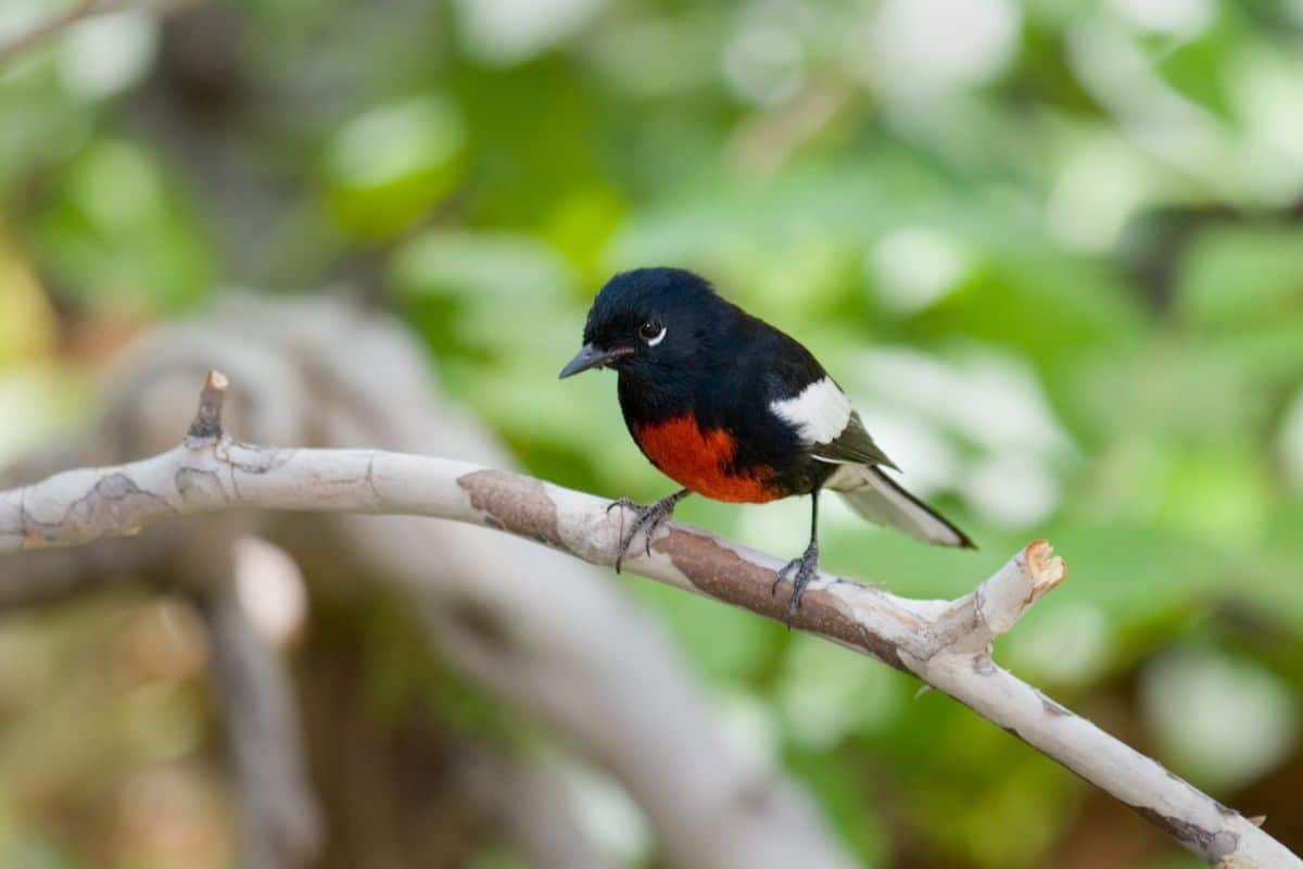 An adorable Painted Whitestart perched on a branch.