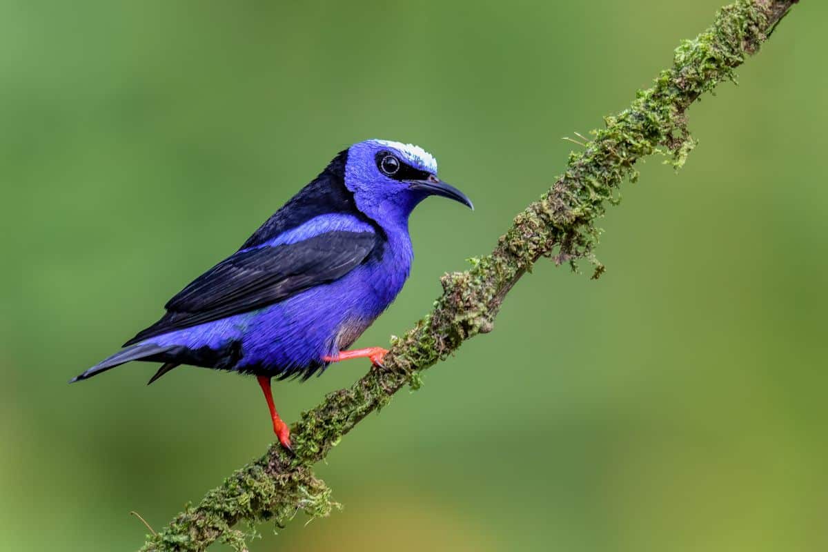A beautiful Red-legged Honeycreeper perched on a branch.