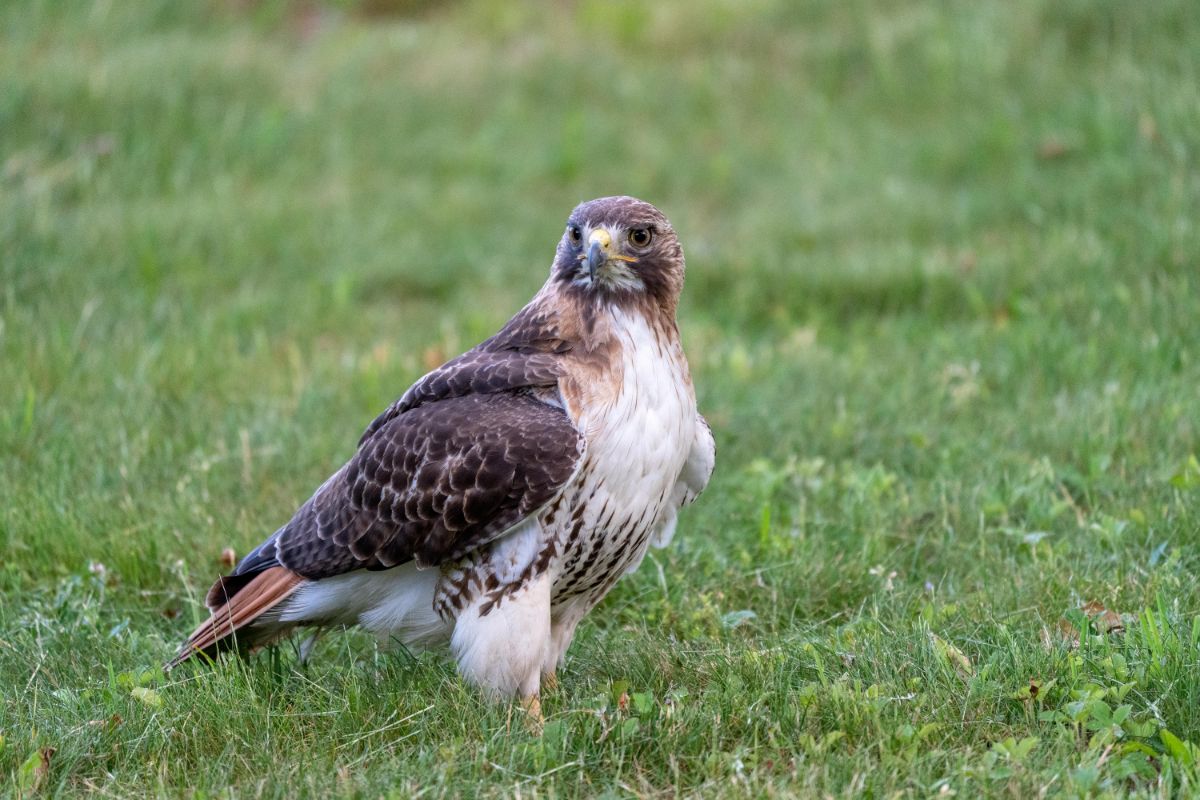 A beautiful Red-tailed Hawk standing on a green meadow.