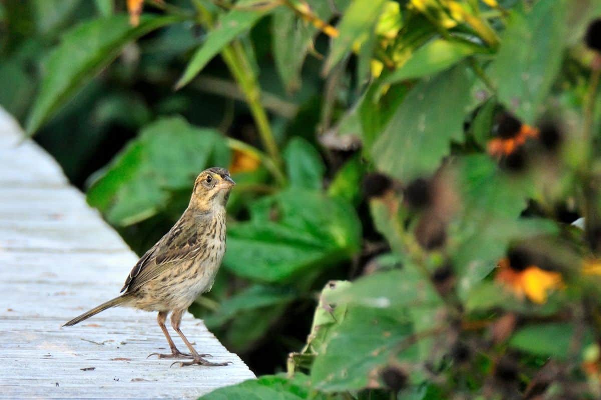 A cute Seaside Sparrow standing on the edge of a curb.