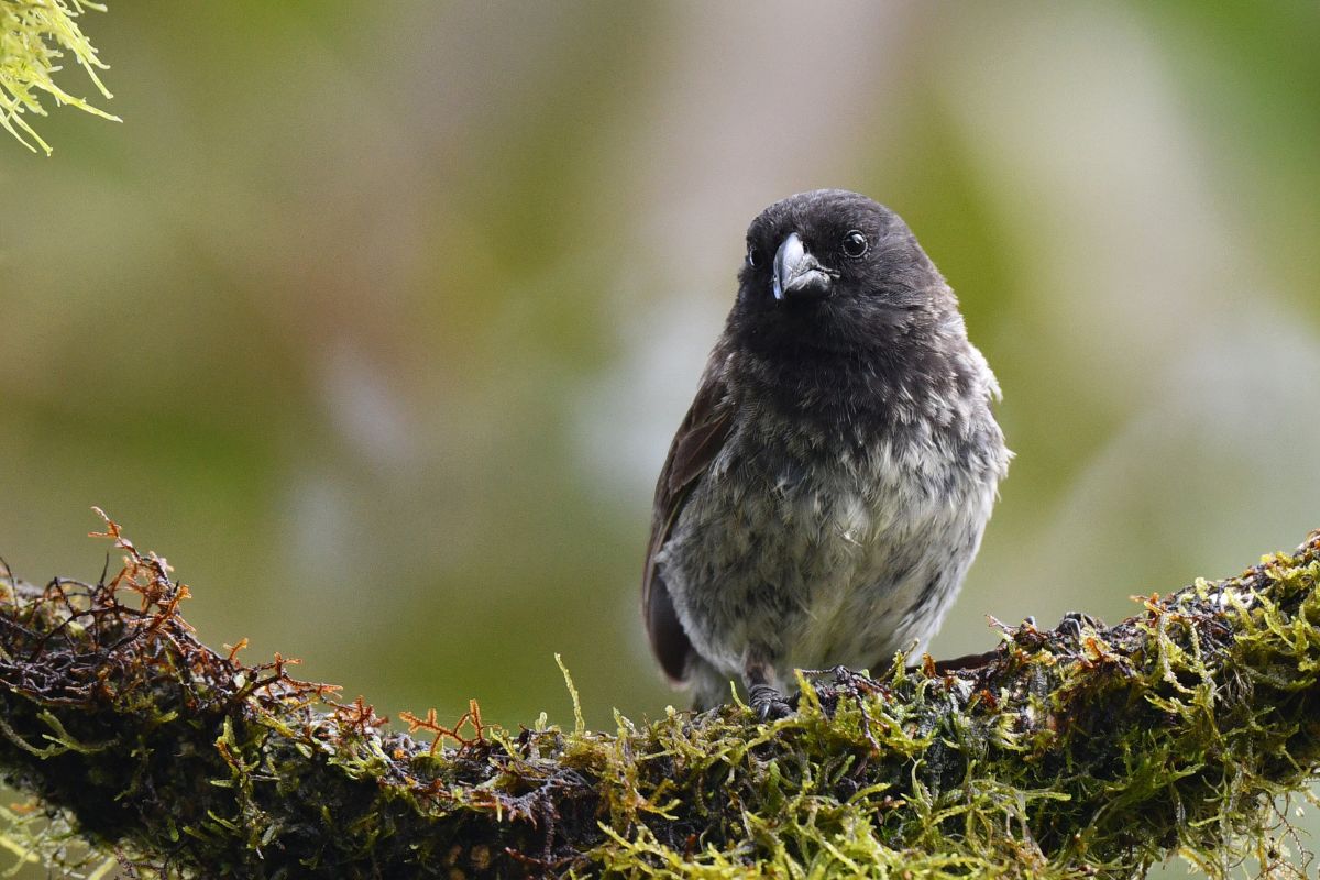 A beautiful Small Tree Finch sitting on a wooden log covered by a moss.