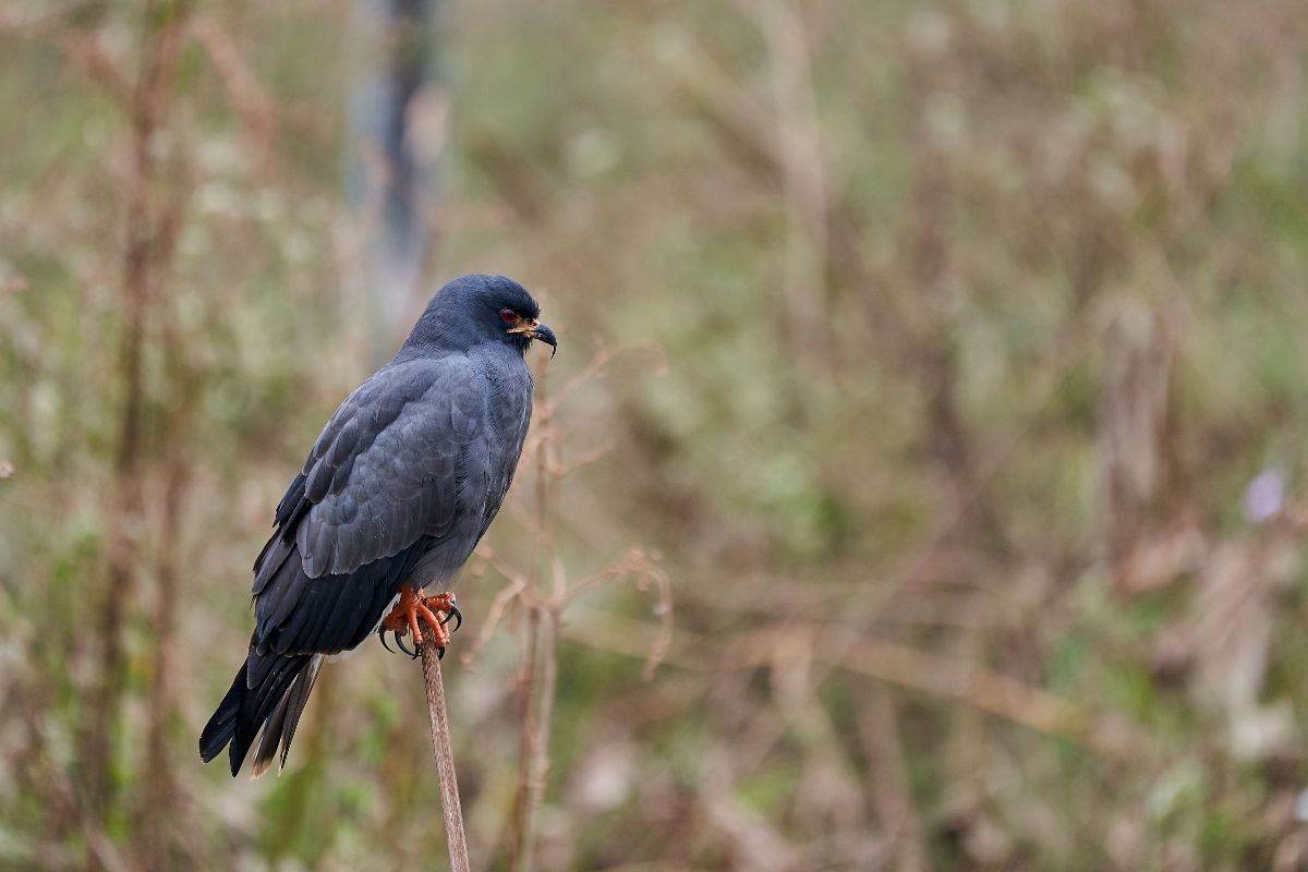 A beautiful Snail Kite perching on a thin stem.