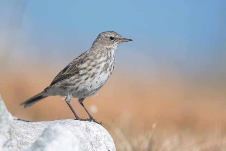 Italian Birds: 21 Common and Rare Species (with pictures) - Bird Nature