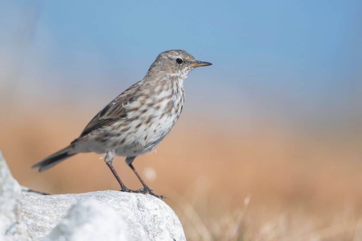 Cute Water Pipit standing on rock.