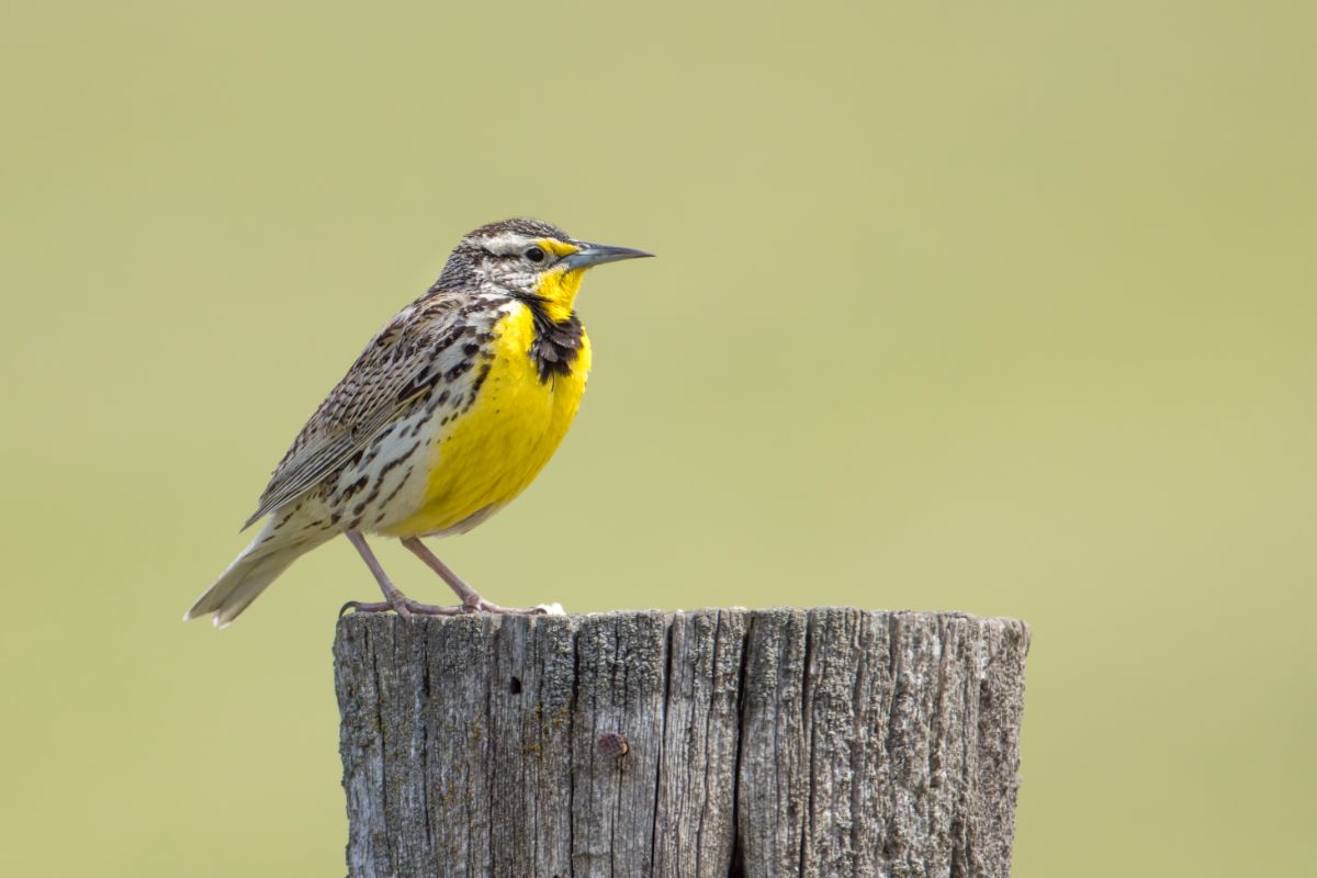 A cute Western Meadowlark perching on a big wooden pole.