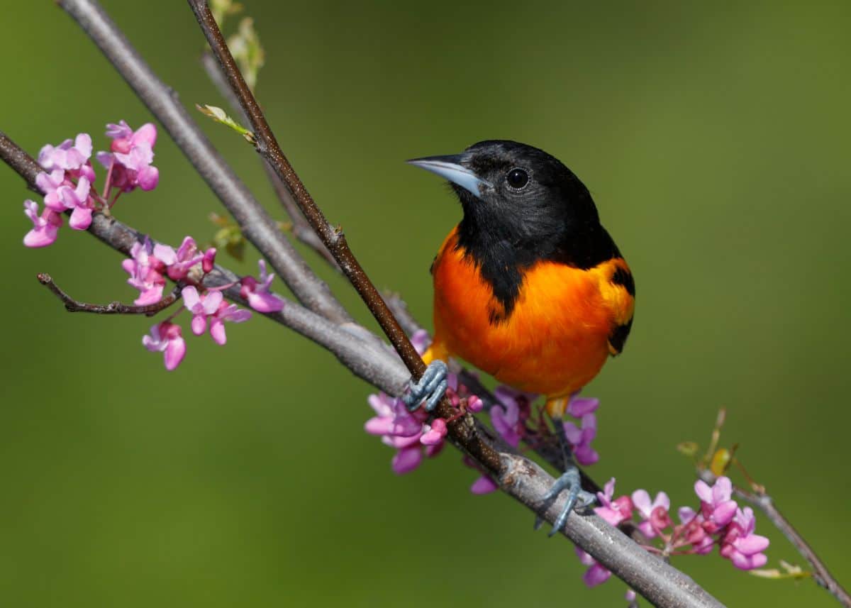 A beautiful Baltimore Oriole perching on a flowering branch.