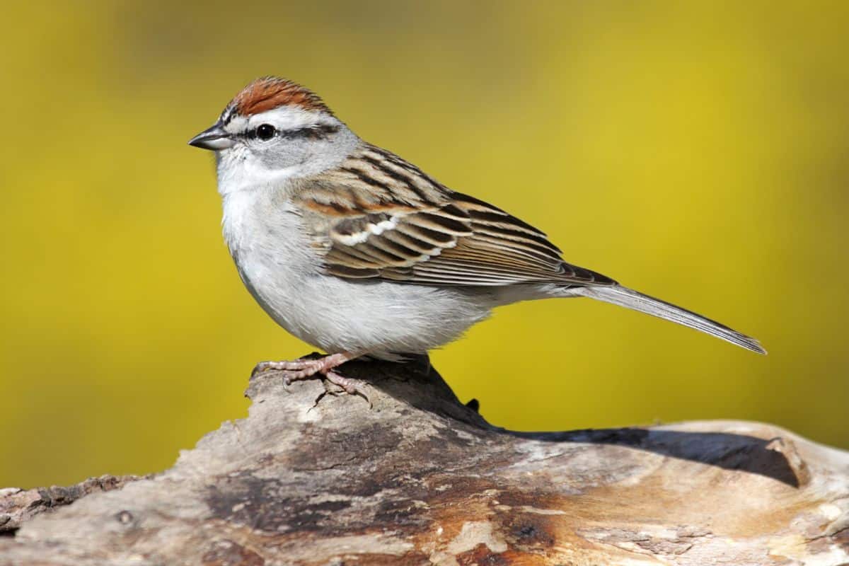 An adorable Chipping Sparrow perched on a wooden log.
