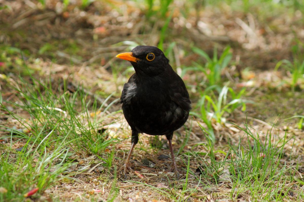 An adorable Common Blackbird standing on a ground.