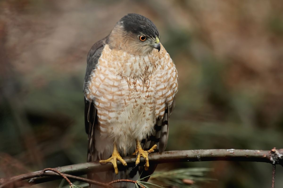 A beautiful Cooper’s Hawk perched on a branch.