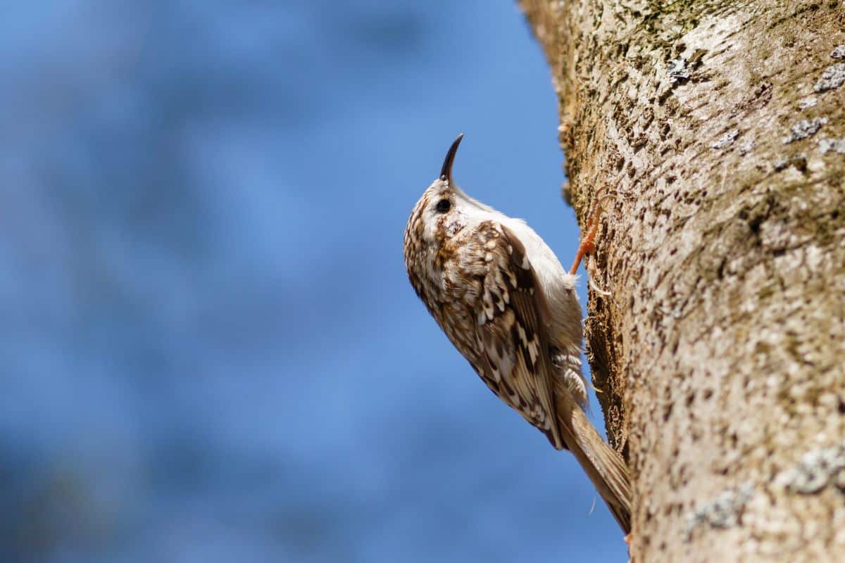 A cute Creeper bird perched on a tree.
