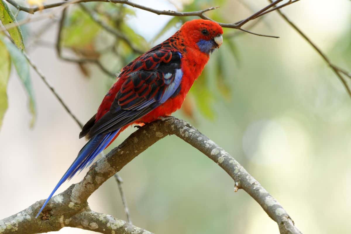 A beautiful Crimson Rosella perching on a tree branch.