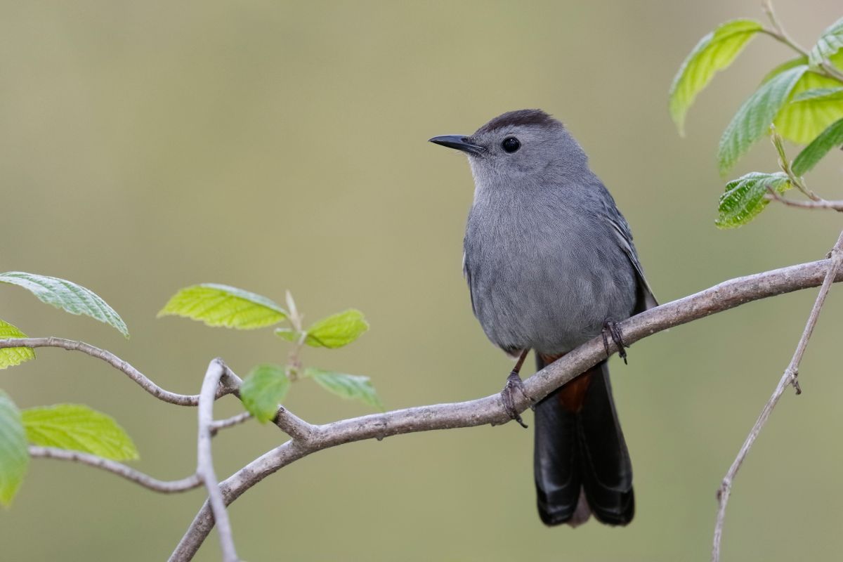 A cute Gray Catbirdperched on a thin branch.