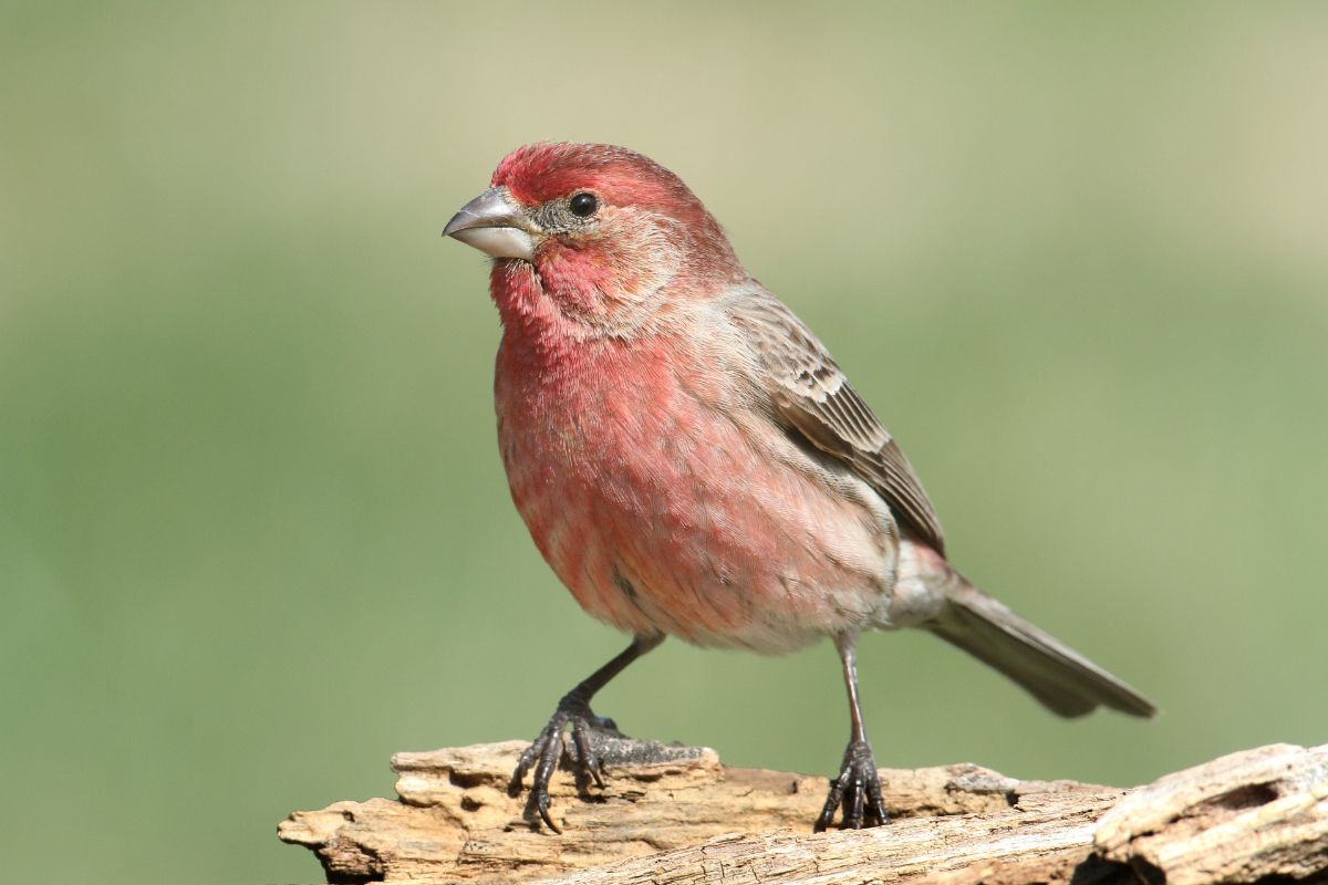 A beautiful House Finch perched on an old wooden log.