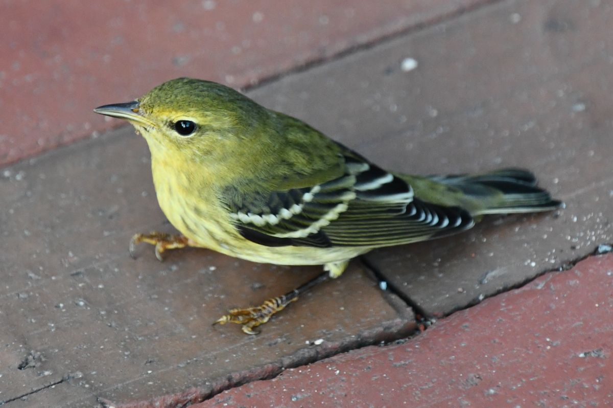 A cute Kentucky Warbler perched on a pavement.