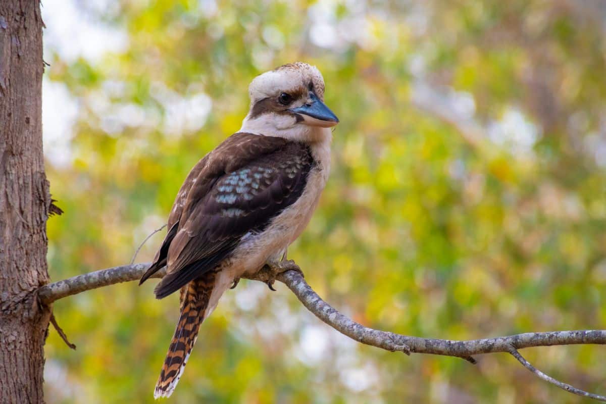 A cool-looking Kookaburra perched on a branch.