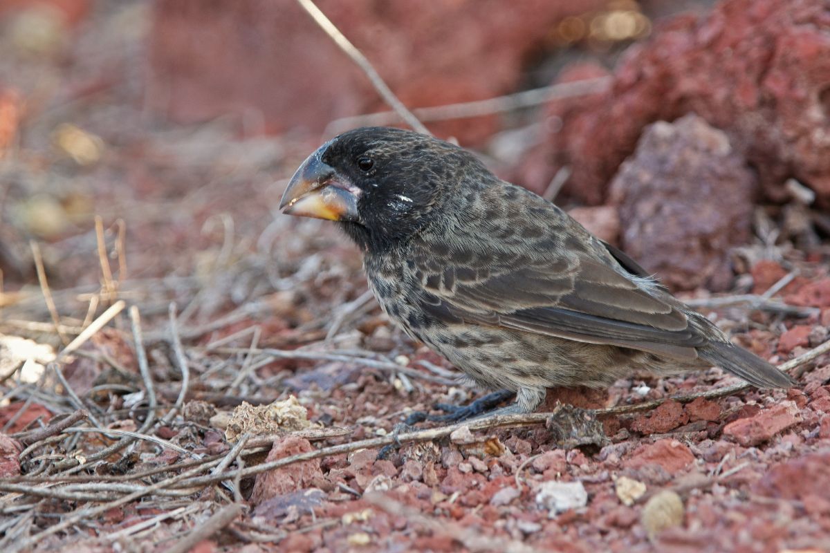 A beautiful Large Ground Finch sanding on a red rocky ground