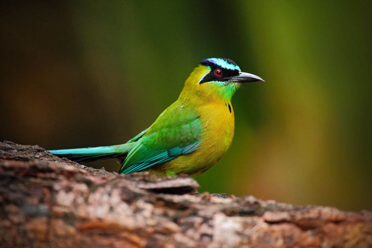 A beautiful Motmot perched on a tree.