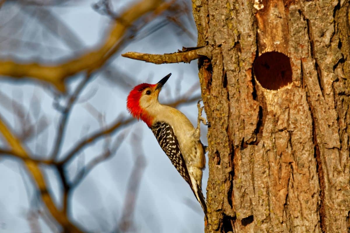A beautiful Red-bellied Woodpecker pecking on a tree.