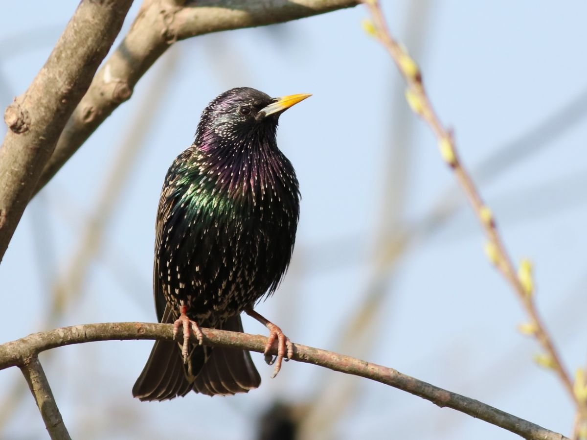 A beautiful Starling perched on a branch.