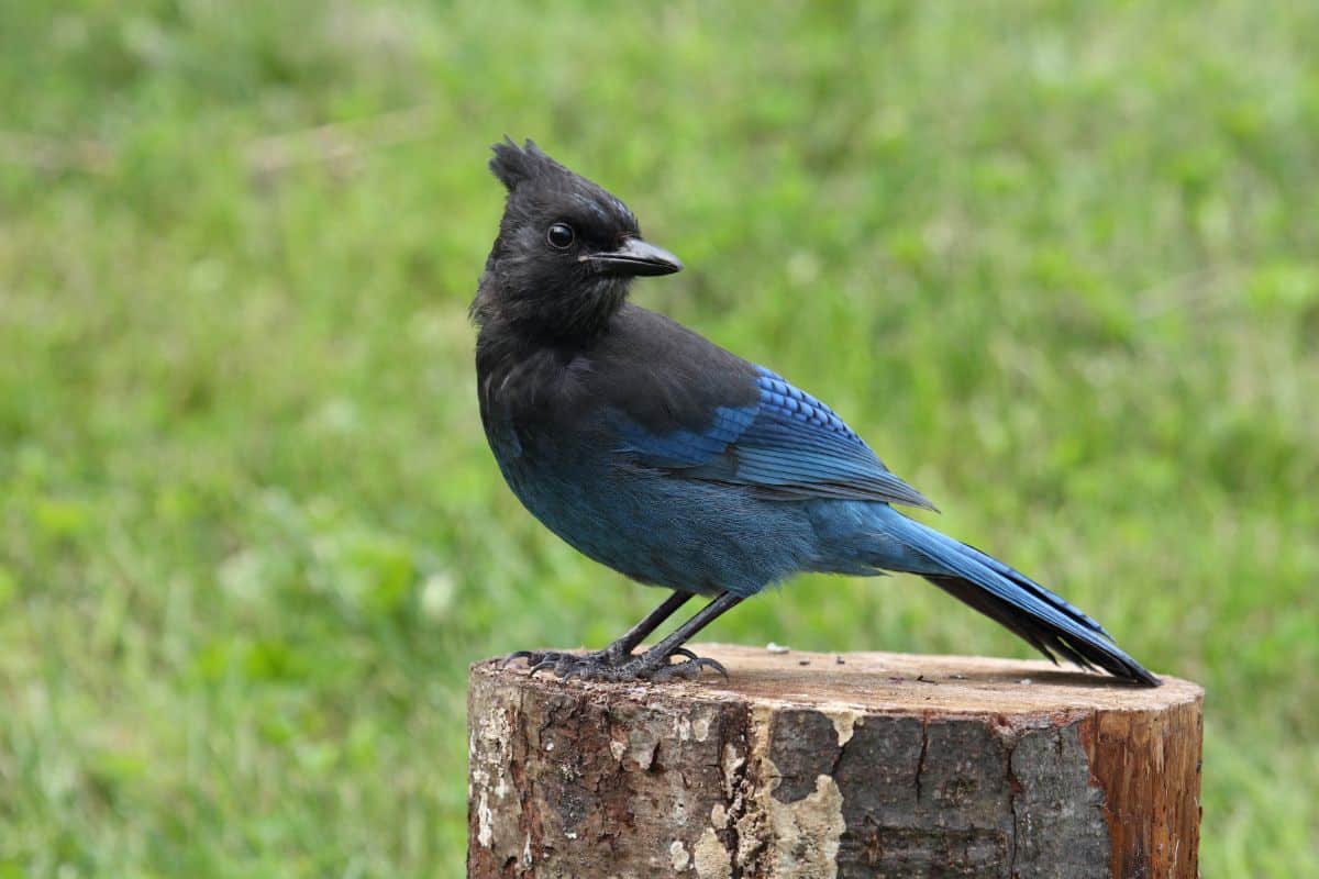 A beautiful Steller’s Jay perched on a wooden log.