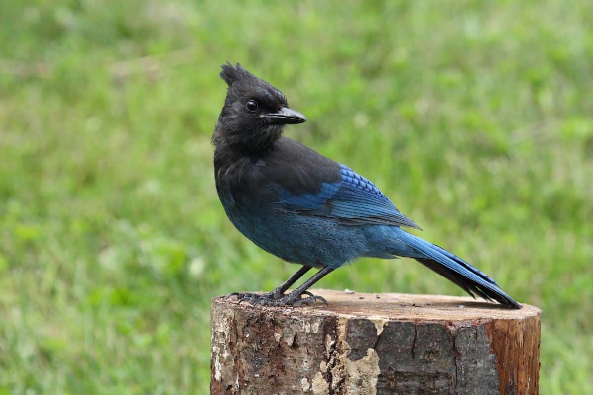 17 Birds That Look Like Blue Jays (Photos & Facts) - Bird Nature