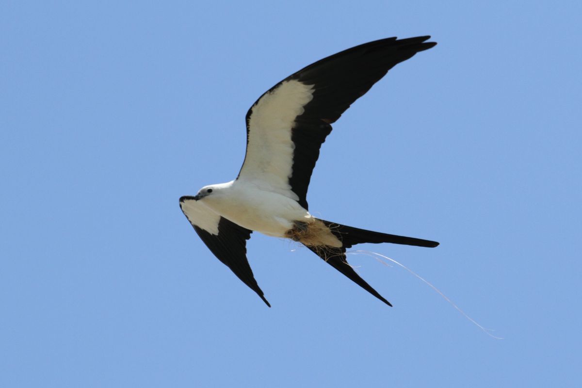 A beautiful flying Swallow-tailed Kite.