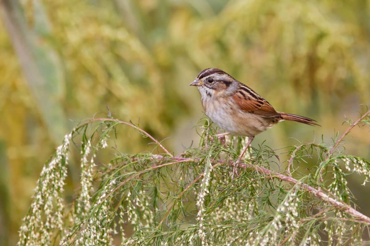 A cute Swamp Sparrow perched on a branch.