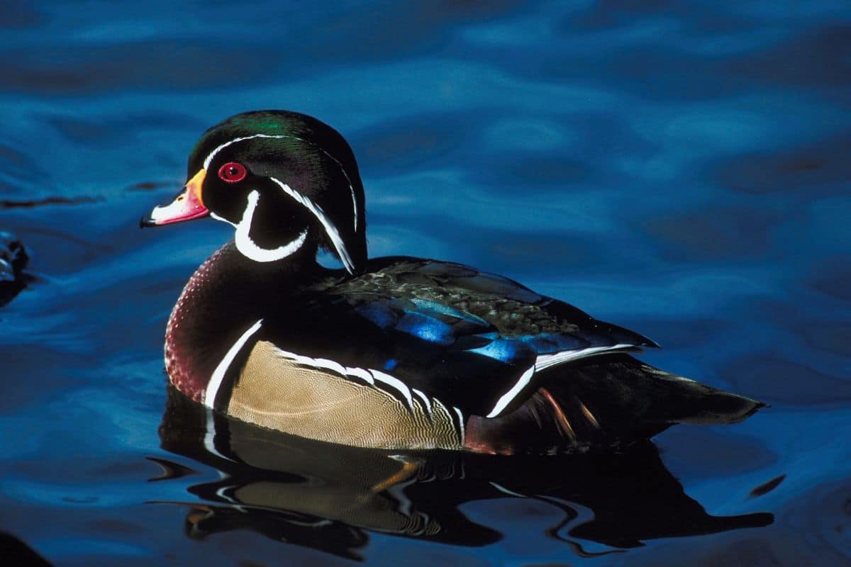 A beautiful Waterfowl swimming in water.