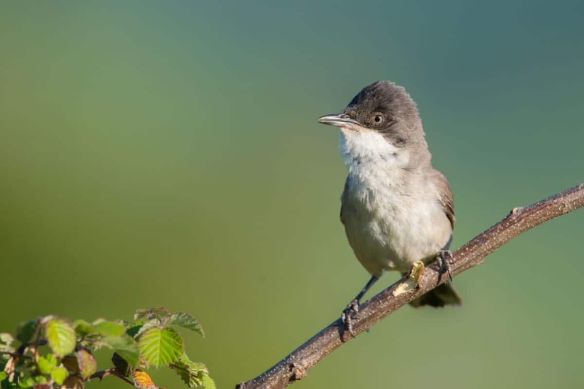 Cute Western Orphean Warbler standing on a berry branch.